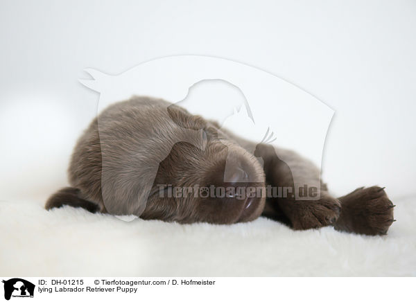 liegender Labrador Retriever Welpe / lying Labrador Retriever Puppy / DH-01215