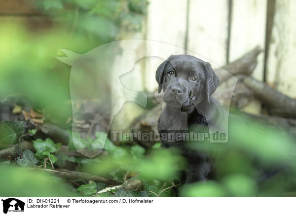 Labrador Retriever / Labrador Retriever / DH-01221