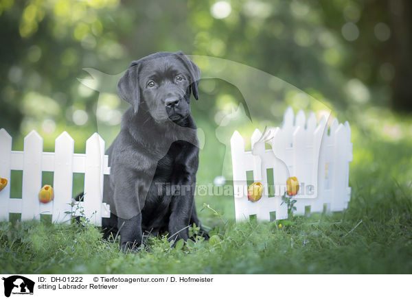 sitzender Labrador Retriever / sitting Labrador Retriever / DH-01222