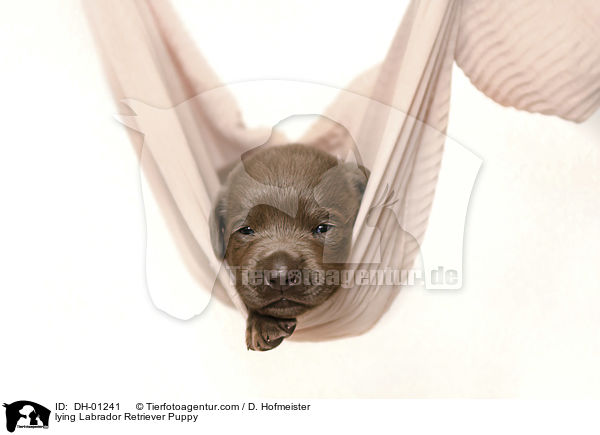 liegender Labrador Retriever Welpe / lying Labrador Retriever Puppy / DH-01241