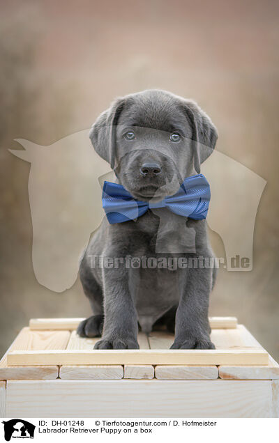 Labrador Retriever Puppy on a box / DH-01248