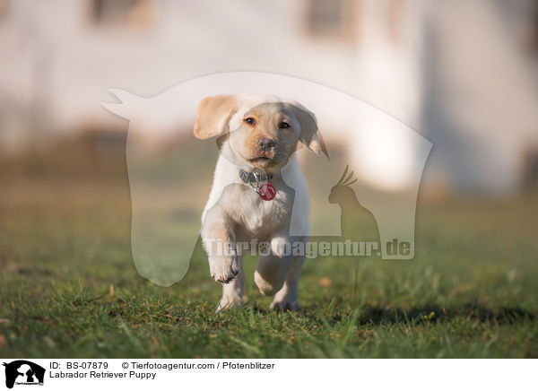 Labrador Retriever Welpe / Labrador Retriever Puppy / BS-07879