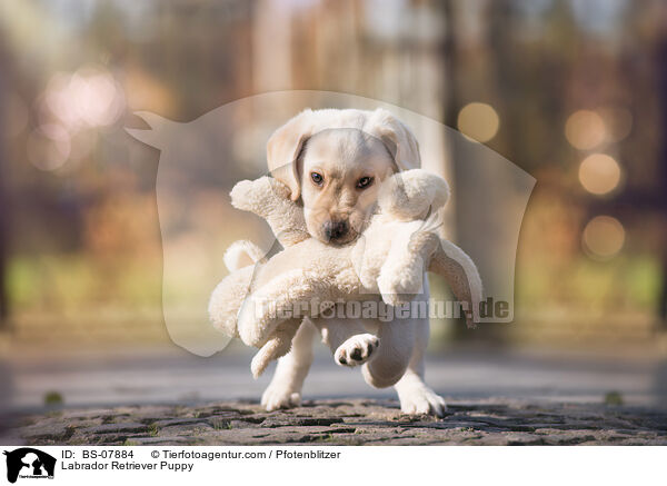 Labrador Retriever Welpe / Labrador Retriever Puppy / BS-07884