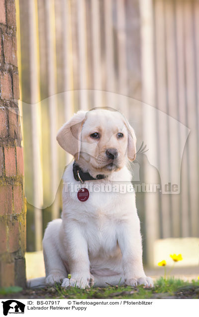 Labrador Retriever Welpe / Labrador Retriever Puppy / BS-07917