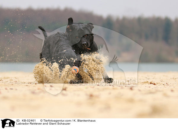 Labrador Retriever and Giant Schauzer / KB-02461