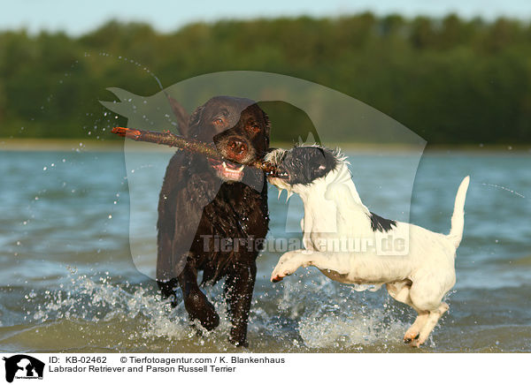 Labrador Retriever and Parson Russell Terrier / KB-02462
