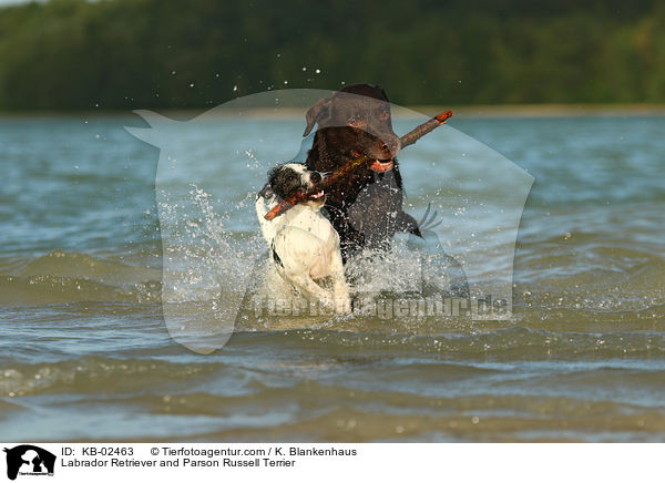 Labrador Retriever and Parson Russell Terrier / KB-02463