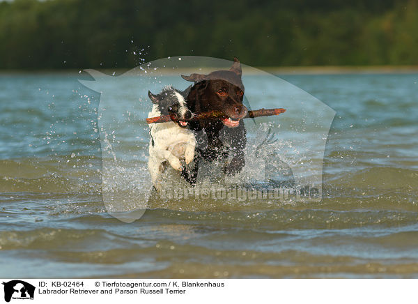 Labrador Retriever and Parson Russell Terrier / KB-02464