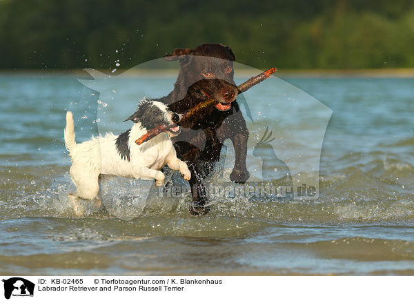 Labrador Retriever und Parson Russell Terrier / Labrador Retriever and Parson Russell Terrier / KB-02465