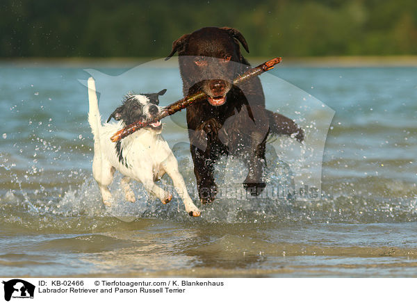 Labrador Retriever and Parson Russell Terrier / KB-02466