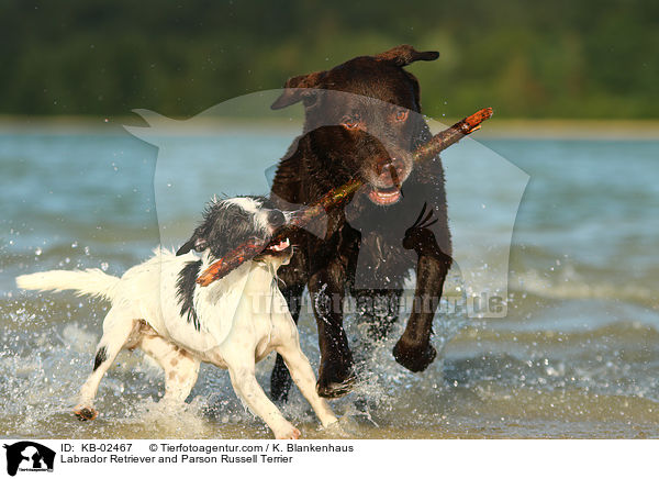 Labrador Retriever and Parson Russell Terrier / KB-02467