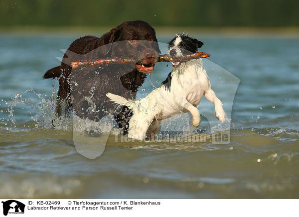 Labrador Retriever and Parson Russell Terrier / KB-02469