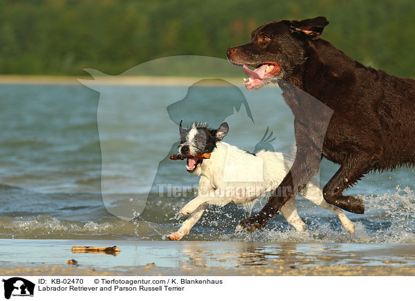 Labrador Retriever and Parson Russell Terrier / KB-02470