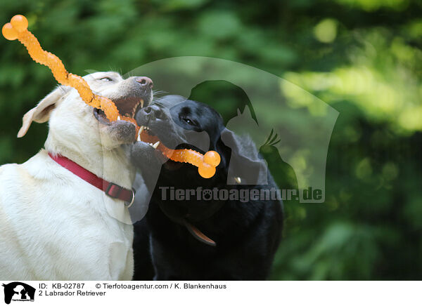 2 Labrador Retriever / 2 Labrador Retriever / KB-02787