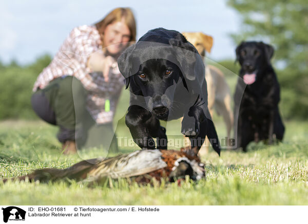 Labrador Retriever at hunt / EHO-01681