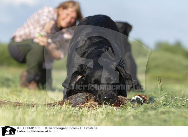 Labrador Retriever bei der Jagd / Labrador Retriever at hunt / EHO-01683