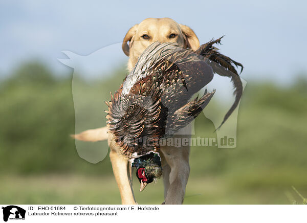 Labrador Retriever retrieves pheasant / EHO-01684