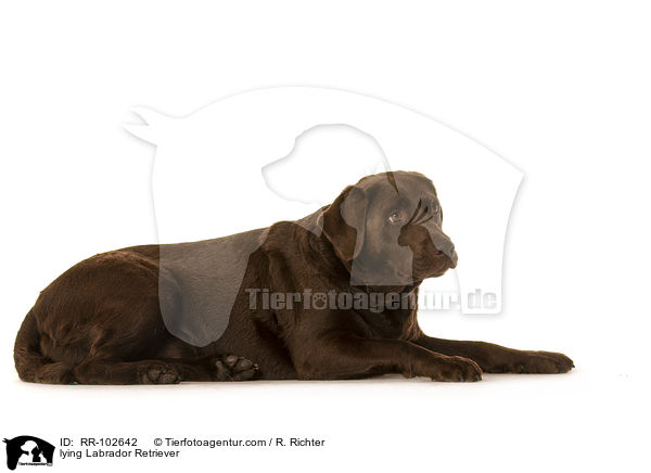 liegender Labrador Retriever / lying Labrador Retriever / RR-102642