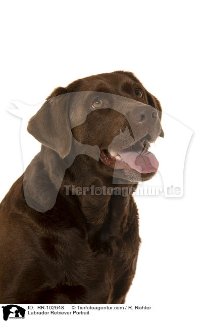 Labrador Retriever Portrait / Labrador Retriever Portrait / RR-102648