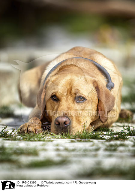 liegender Labrador Retriever / lying Labrador Retriever / RG-01399