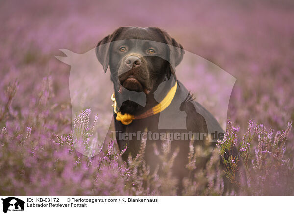 Labrador Retriever Portrait / Labrador Retriever Portrait / KB-03172