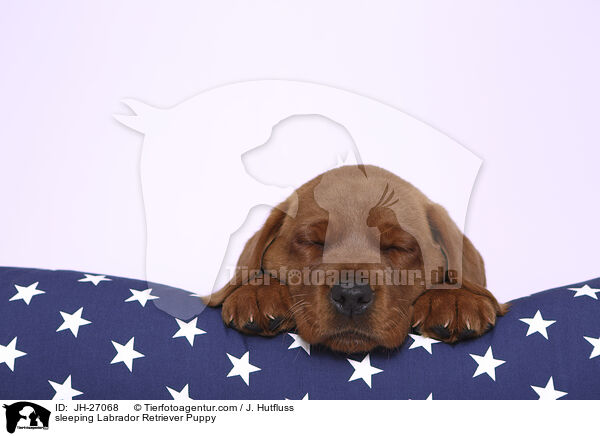 schlafender Labrador Retriever Welpe / sleeping Labrador Retriever Puppy / JH-27068