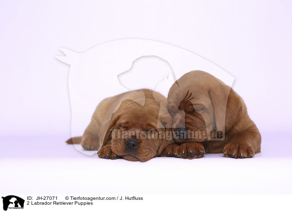 2 Labrador Retriever Welpen / 2 Labrador Retriever Puppies / JH-27071