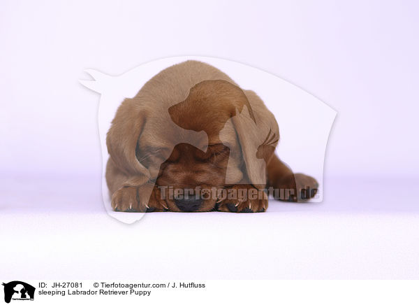 schlafender Labrador Retriever Welpe / sleeping Labrador Retriever Puppy / JH-27081