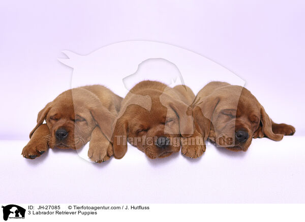 3 Labrador Retriever Puppies / JH-27085
