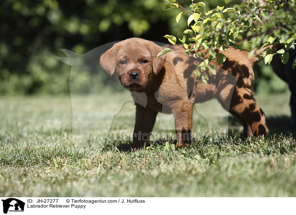 Labrador Retriever Puppy / JH-27277