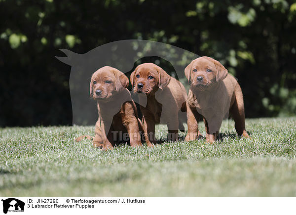 3 Labrador Retriever Puppies / JH-27290