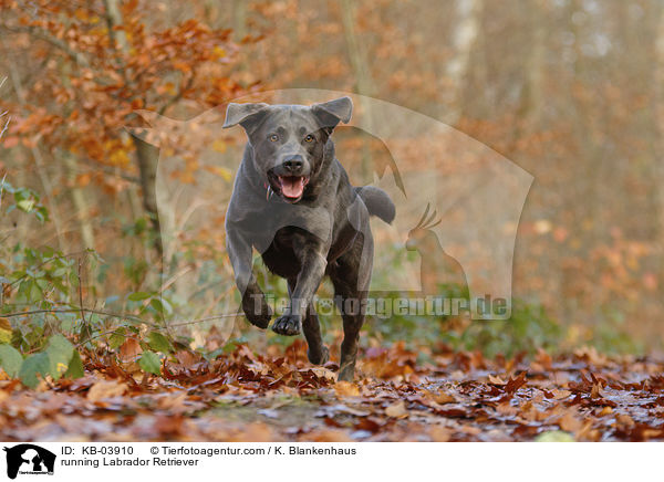rennender Labrador Retriever / running Labrador Retriever / KB-03910