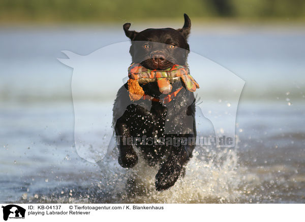spielender Labrador Retriever / playing Labrador Retriever / KB-04137