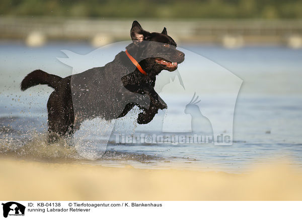 rennender Labrador Retriever / running Labrador Retriever / KB-04138