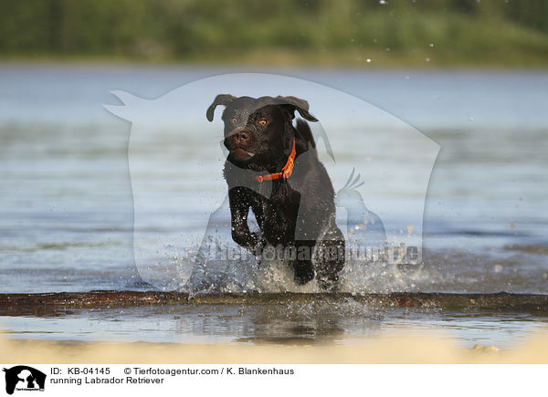 rennender Labrador Retriever / running Labrador Retriever / KB-04145