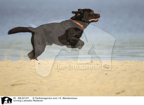 rennender Labrador Retriever / running Labrador Retriever / KB-04147