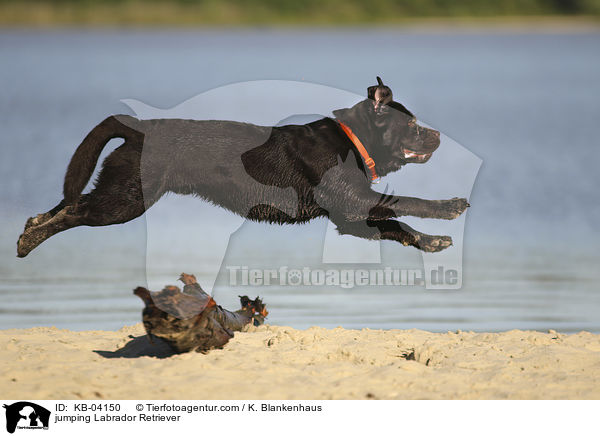 springender Labrador Retriever / jumping Labrador Retriever / KB-04150