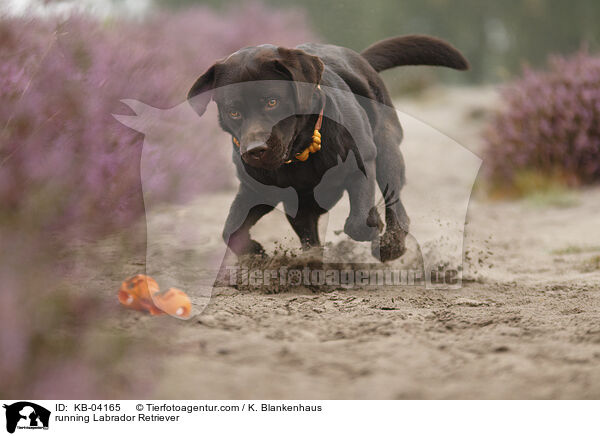 rennender Labrador Retriever / running Labrador Retriever / KB-04165
