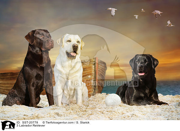 3 Labrador Retriever / 3 Labrador Retriever / SST-20778