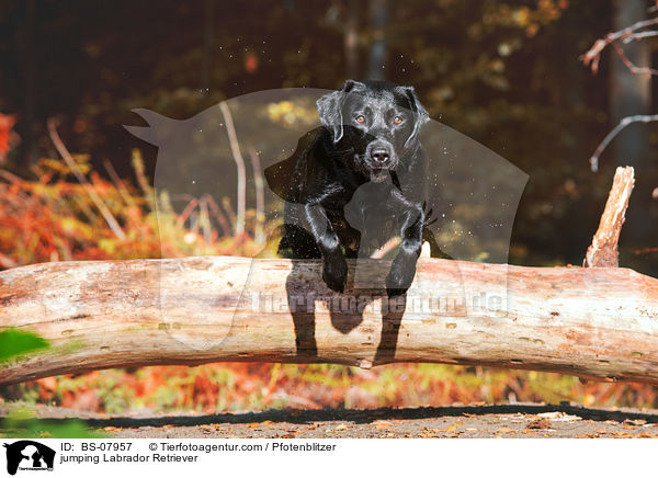 springender Labrador Retriever / jumping Labrador Retriever / BS-07957