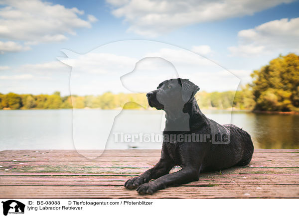 liegender Labrador Retriever / lying Labrador Retriever / BS-08088