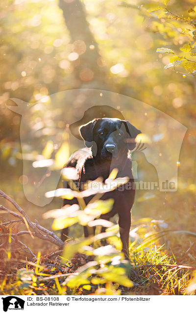 Labrador Retriever / Labrador Retriever / BS-08108