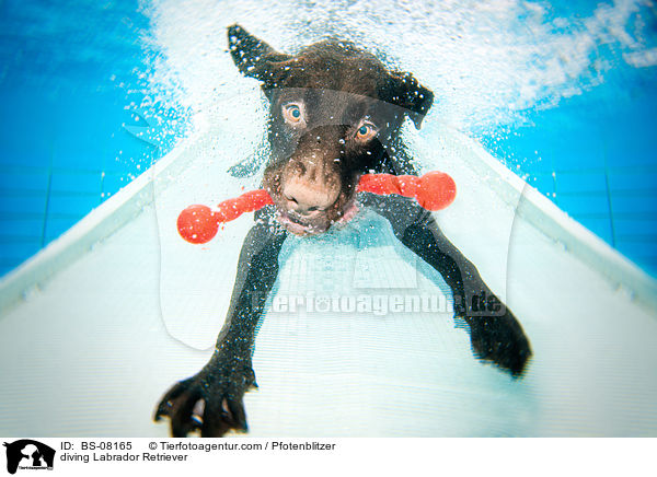 tauchender Labrador Retriever / diving Labrador Retriever / BS-08165