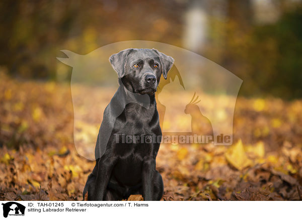 sitzender Labrador Retriever / sitting Labrador Retriever / TAH-01245