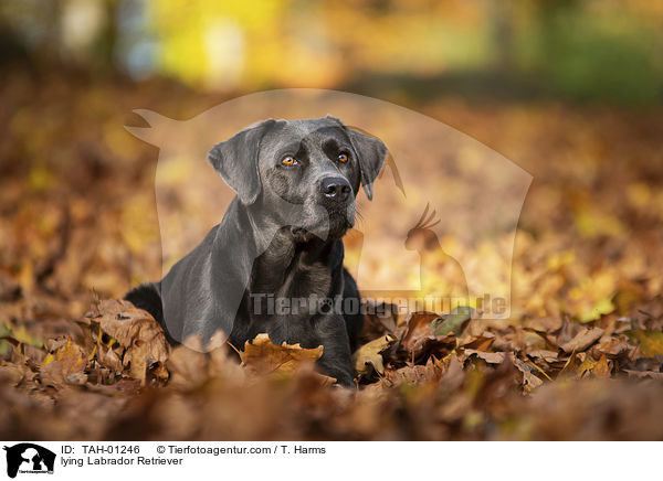 liegender Labrador Retriever / lying Labrador Retriever / TAH-01246