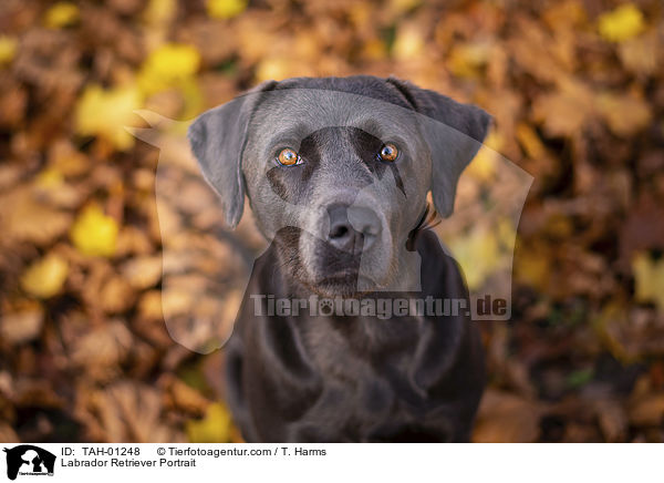 Labrador Retriever Portrait / Labrador Retriever Portrait / TAH-01248