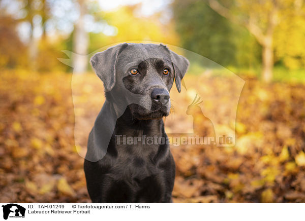 Labrador Retriever Portrait / Labrador Retriever Portrait / TAH-01249