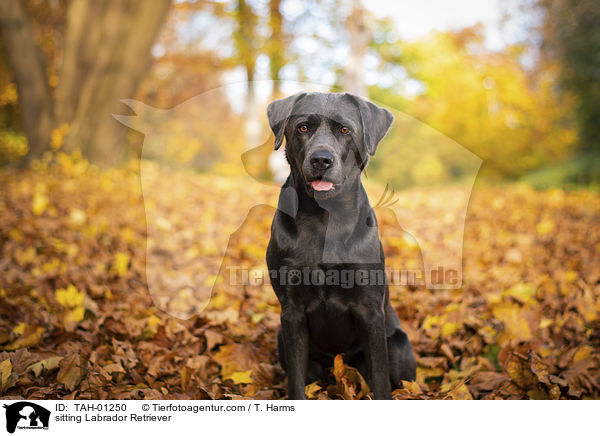 sitzender Labrador Retriever / sitting Labrador Retriever / TAH-01250