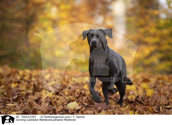 rennender Labrador Retriever / running Labrador RetrieverLabrador Retriever / TAH-01251