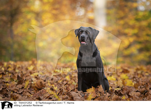 sitzender Labrador Retriever / sitting Labrador Retriever / TAH-01252